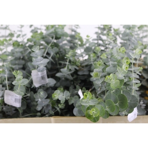 FOLHAGEM EUCAFLOR BABY BLUE 060 CM