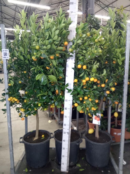 <h4>Citrus   ...</h4>