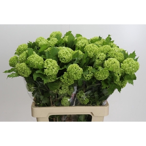 Viburnum Opulus Roseum