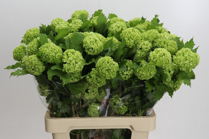 <h4>Viburnum Roseum</h4>