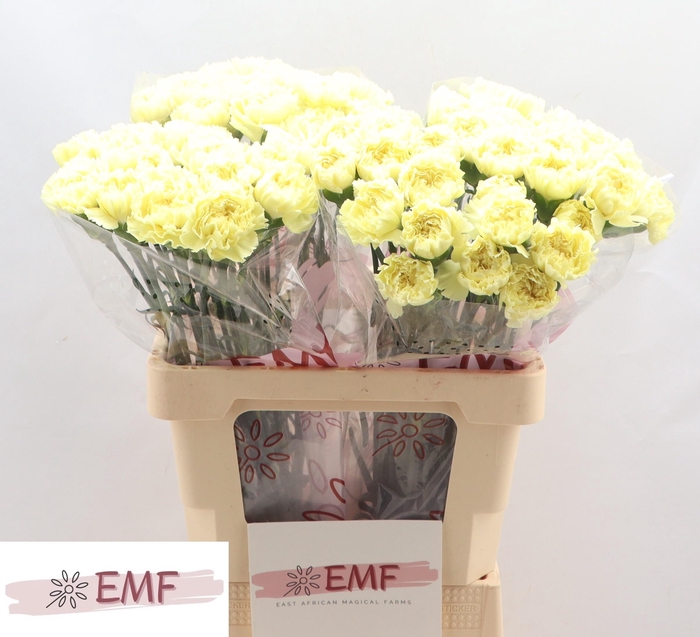 <h4>DI ST LUIZA</h4>