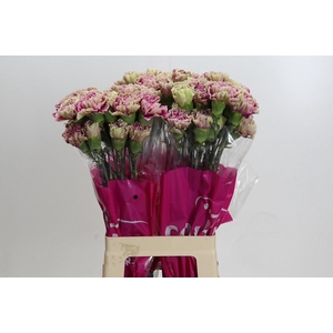 DIANTHUS ST ANTIGUA*