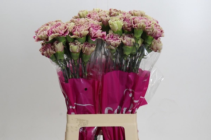 <h4>DIANTHUS ST ANTIGUA*</h4>