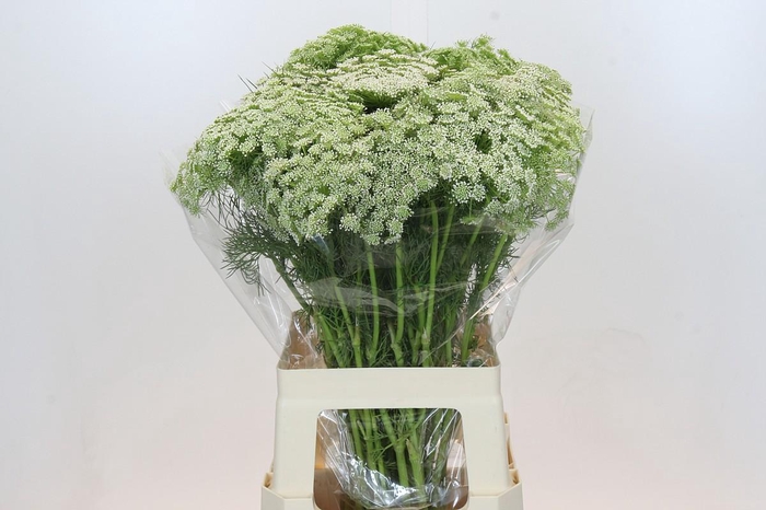 <h4>Ammi Visnaga</h4>
