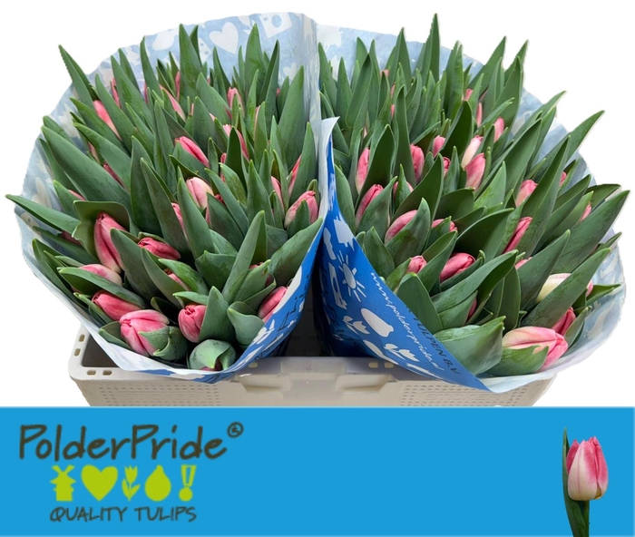 <h4>Tu En Pulitzer</h4>