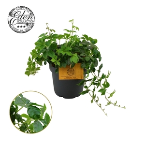 Parthenocissus Striata 12cm