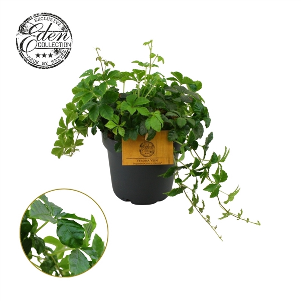 <h4>Parthenocissus Striata 12cm</h4>