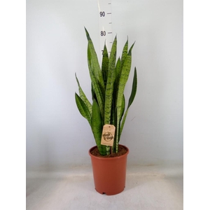 Sansevieria zeylanica