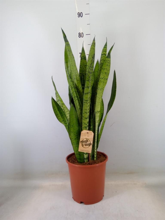 <h4>Sansevieria zeylanica</h4>