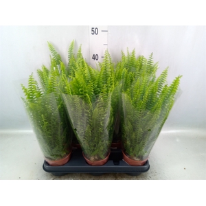 Nephrolepis exal. 'Montana'