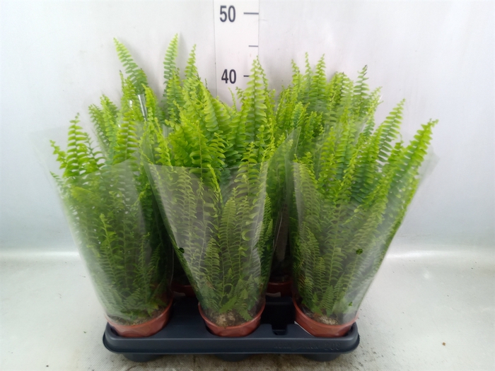 Nephrolepis exal. 'Montana'