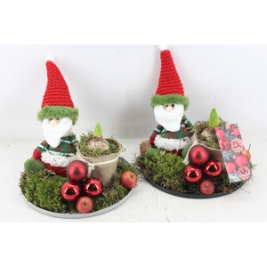 arr4 Hyacint MB - Santa kl. op plateau 285/3