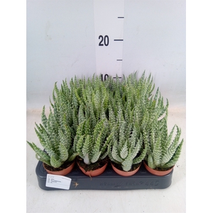 Aloe humilis