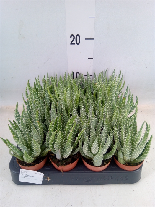 <h4>Aloe humilis</h4>