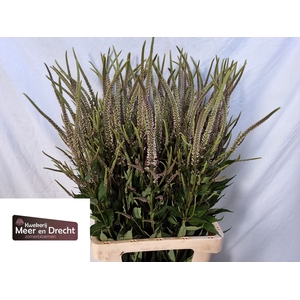 Veronicastrum virg. Pink Glow