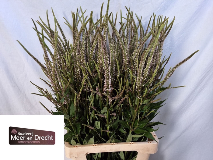<h4>Veronicastrum virg. Pink Glow</h4>