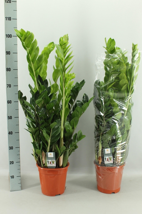 <h4>ZAMIO ZAMIIFOLIA</h4>