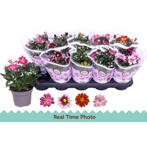 CHRYS GEM 2 KL BLOEM