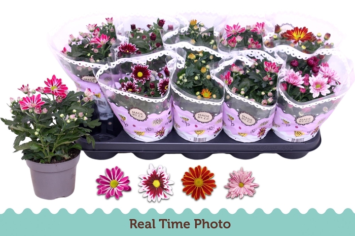 <h4>CHRYS GEM 2 KL BLOEM</h4>