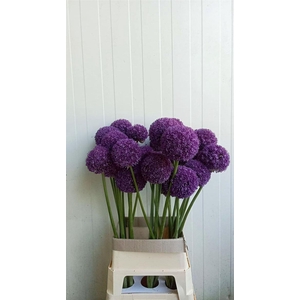 Allium Ambassador