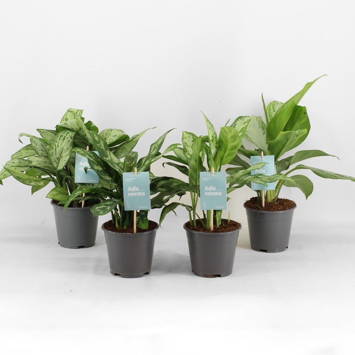 <h4>Aglaonema   ...mix</h4>