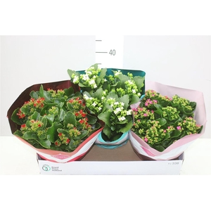 Kalanchoe Bl Gemengd