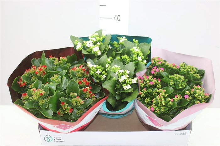 <h4>Kalanchoe Bl Gemengd</h4>