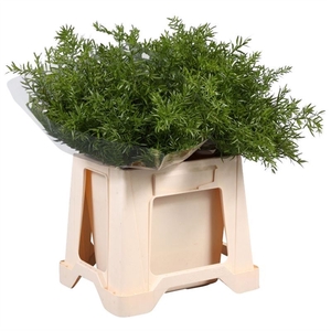 Asparagus Dens. Cwebe