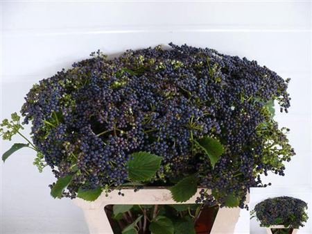 <h4>Vibur De Blueber Hil</h4>