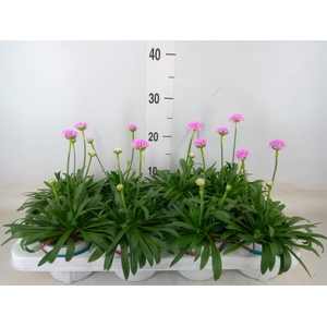 Armeria pseud. 'Dreameria Sweet Dr'