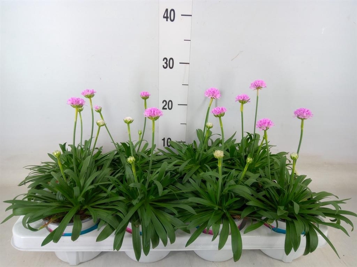 <h4>Armeria pseud. 'Dreameria Sweet Dr'</h4>