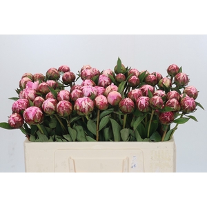 Paeonia Sarah Bernhardt