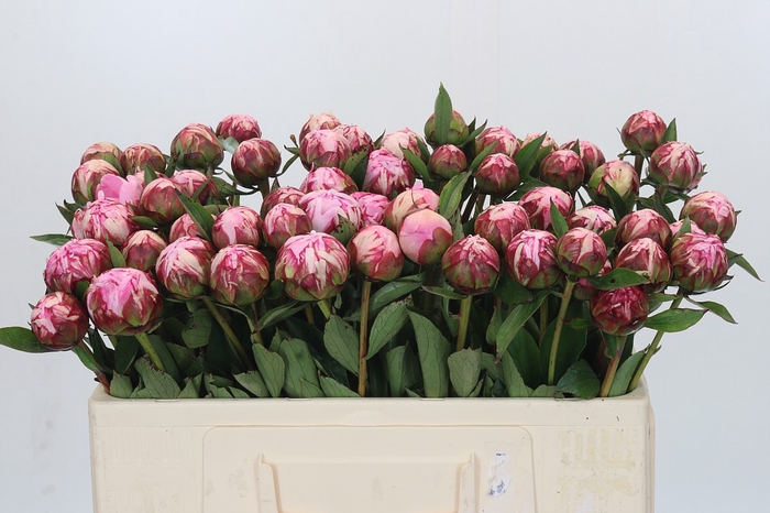 Paeonia Sarah Bernhardt