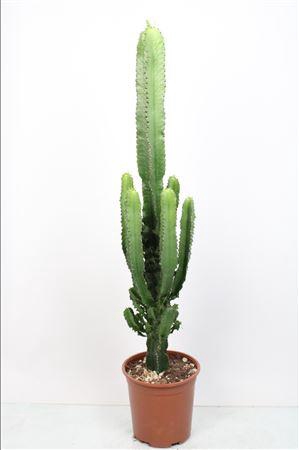 <h4>Euphorbia Eritrea (no Globalg.a.p. Lot)</h4>