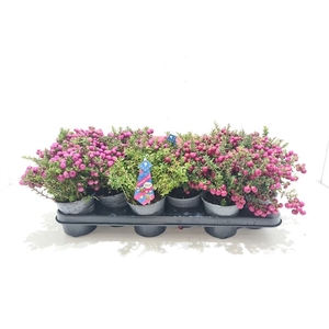 Gaultheria mucronata Mixtray met man