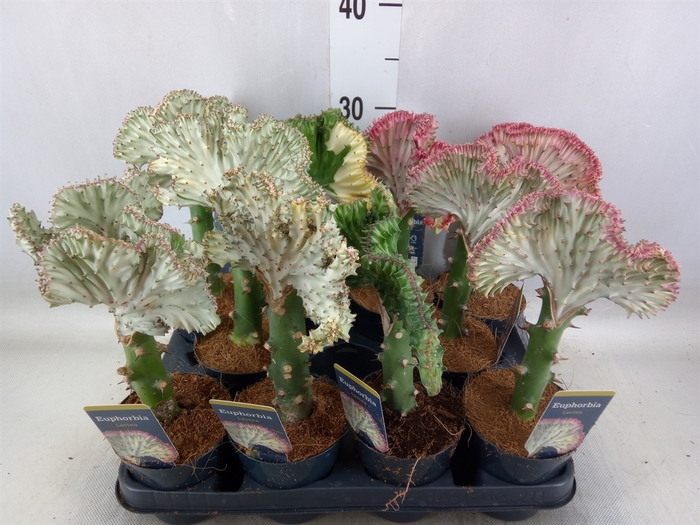 <h4>Euphorbia lactea 'Cristata'</h4>