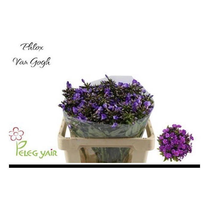 <h4>PHLOX P VAN GOGH</h4>