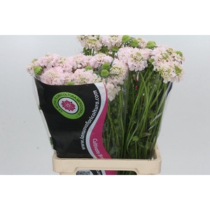 Scabiosa Preserved Pink