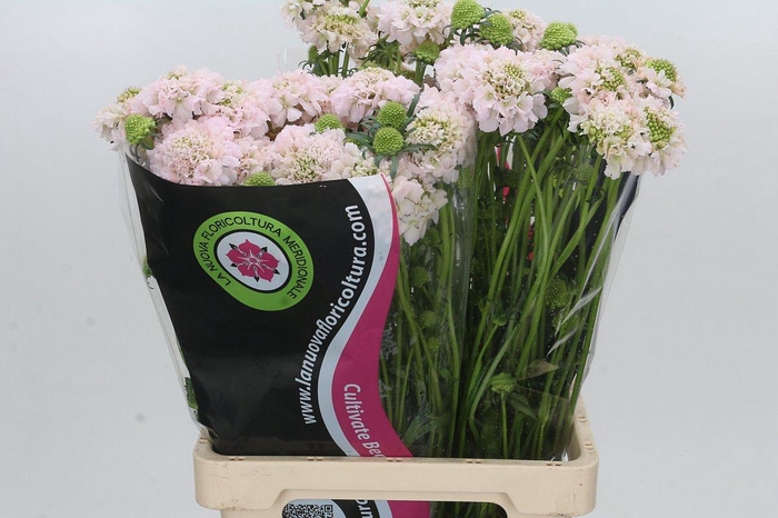 <h4>Scabiosa Preserved Pink</h4>