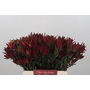 Leucadendron Blush Spray