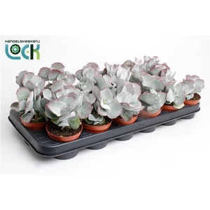 Cotyledon Undulata