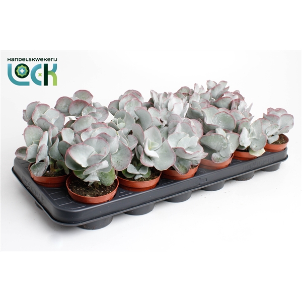 <h4>Cotyledon Undulata</h4>