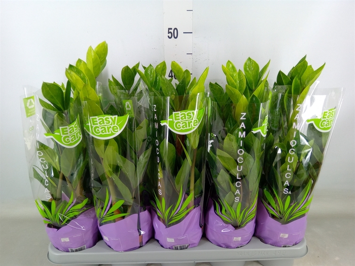 <h4>Zamioculcas zamiifolia</h4>