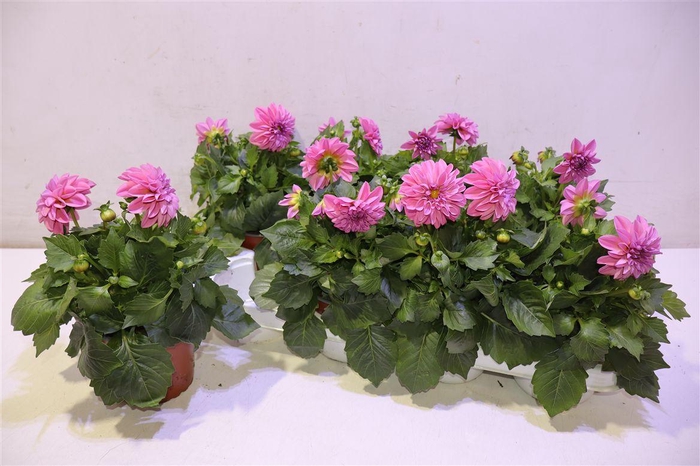 <h4>Dahlia Dahl Emily</h4>