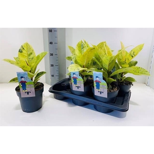 Ficus elastica Moonshine 17Ø 40cm 1pp