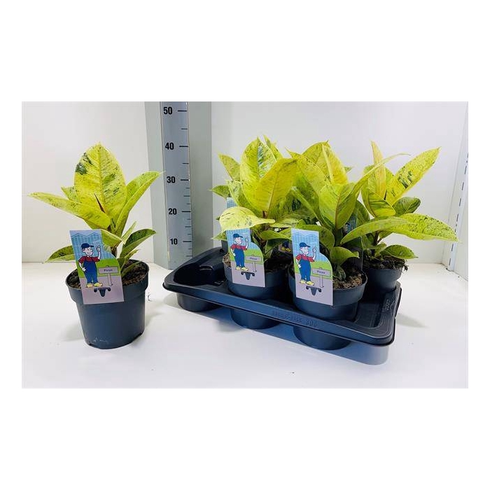 <h4>Ficus elastica Moonshine 17Ø 40cm 1pp</h4>