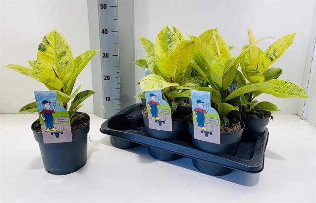 Ficus elastica Moonshine 17Ø 40cm 1pp