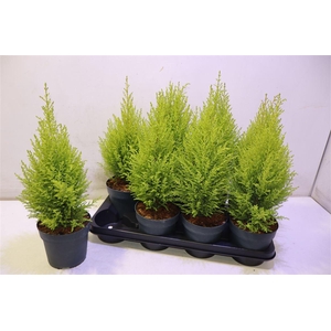 arr8 Cupr Ma Goldc Wilma