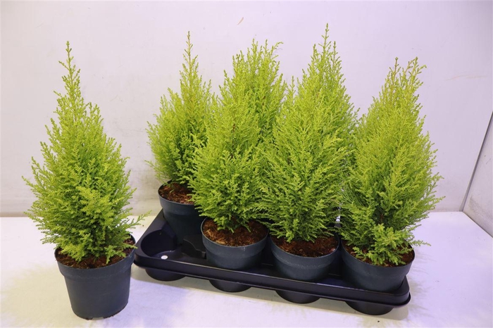 <h4>arr8 Cupr Ma Goldc Wilma</h4>