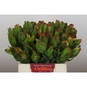 Leucad Laurel Yellow 40 Cm